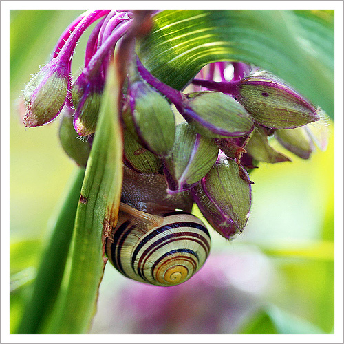 ترادسکانتیا ویرجینیانا